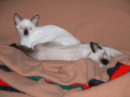 kittens - 071007 02
